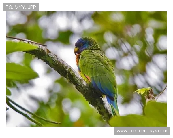聖卢西亚环保长跑活动盛大举行,圣卢西亚湿地公园 聖卢西亚环保长跑活动盛大举行,圣卢西亚湿地公园